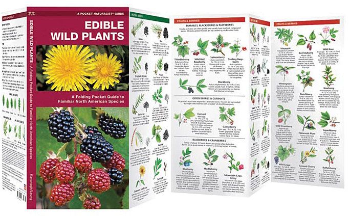 EDIBLE WILD PLANTS